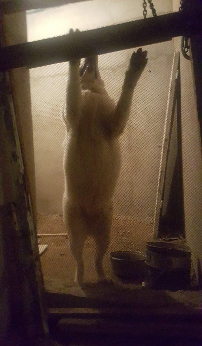 Alabay
 1 yasi var disidi bala vermiyib helem  cox gozel itdi 
baxmaq