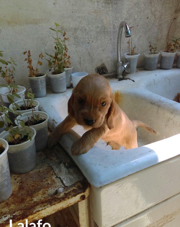 Kokers spaniel  qurt dermanlari verilib, heleki erkek diwi var bron et