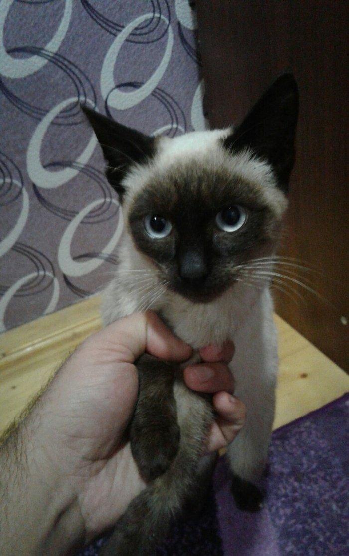 Siyam pişik, 5 aylıq , sağlam təmiz ev pişiyi, dişi, gözləri mavi. 30