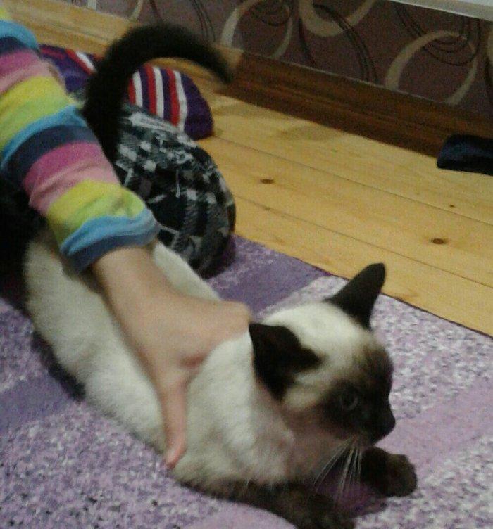 Siyam pişik, 5 aylıq , sağlam təmiz ev pişiyi, dişi, gözləri mavi. 30