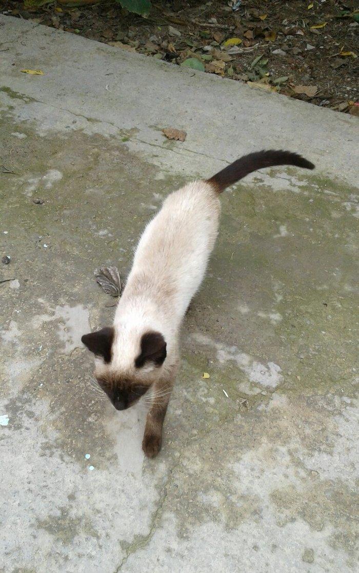 Siyam pişik, 5 aylıq , sağlam təmiz ev pişiyi, dişi, gözləri mavi. 30