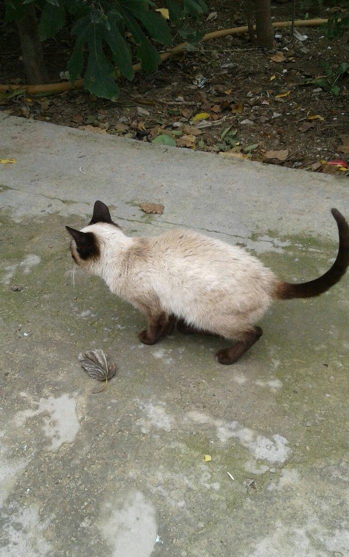 Siyam pişik, 5 aylıq , sağlam təmiz ev pişiyi, dişi, gözləri mavi. 30