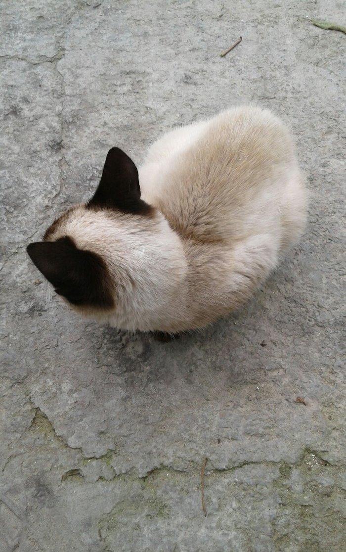 Siyam pişik, 5 aylıq , sağlam təmiz ev pişiyi, dişi, gözləri mavi. 30