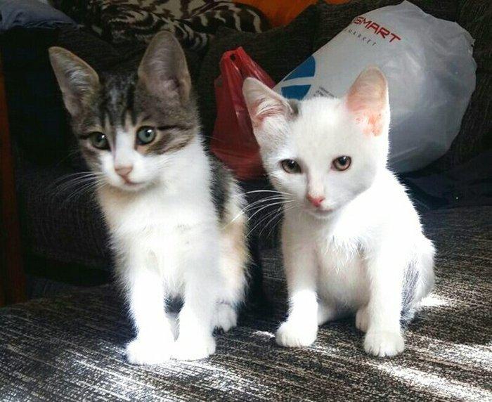 Ищут дом двое котят-мальчиков (возраст - около 1,5 мес.). Отдаются бес