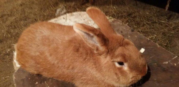 Mini ferma.. Novozelanskiy sort dovshan satilir yashtari 5 aylihdilar