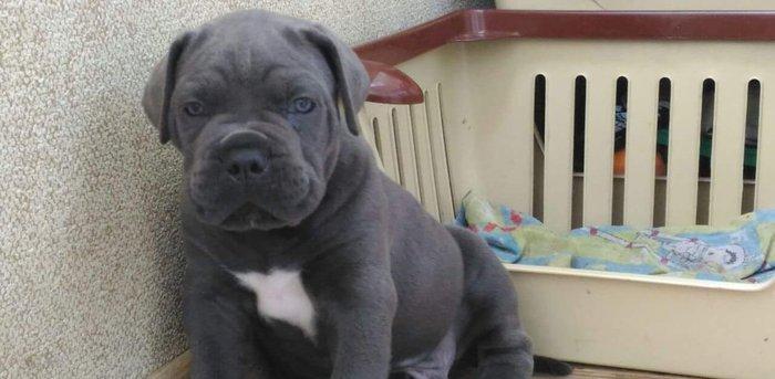 Her nev it satışı,Bakıda ve zakaza mumkundi.Her cinsin öz giymeti var