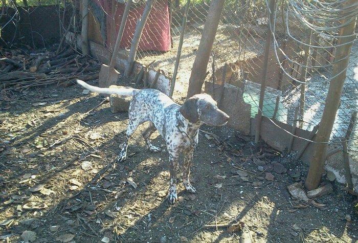 ov iti satilir 2 yaw va ova gedir hal hazirda tecili satiram 70