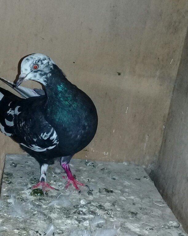 Salam cil baş satılır. Mayadı cavandı. Cütə hazırdı, heç bir prablemi