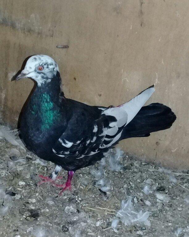 Salam cil baş satılır. Mayadı cavandı. Cütə hazırdı, heç bir prablemi