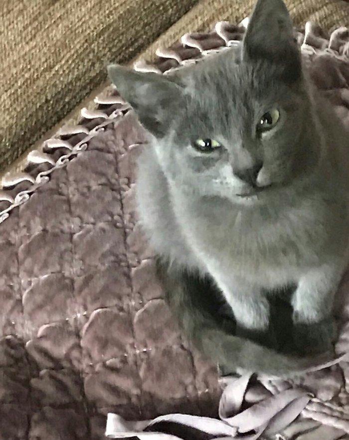 Ingilis parodalı pişik. 6 aylıq, dişi, sağlam təmiz ev pişiyidir. 60 m