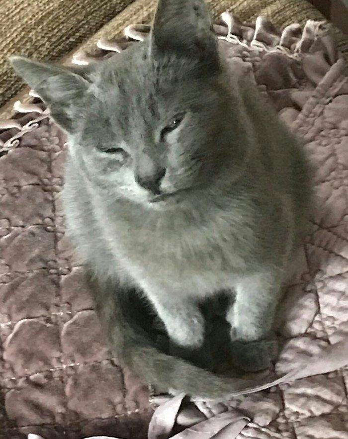 Ingilis parodalı pişik. 6 aylıq, dişi, sağlam təmiz ev pişiyidir. 60 m