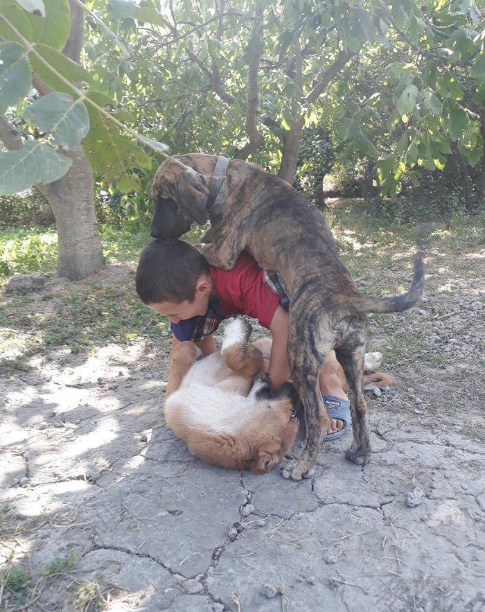 itin atası pitpull anası ov itidi. pitpulla ov itinin qarışığı marağlı