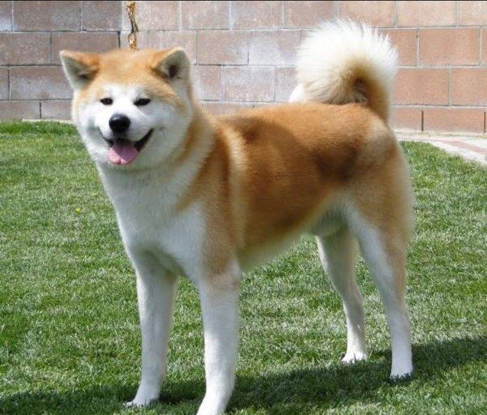 Erkek akita dişi akita axdarılır cüte vurmaqa kimde dişi akita varsa b