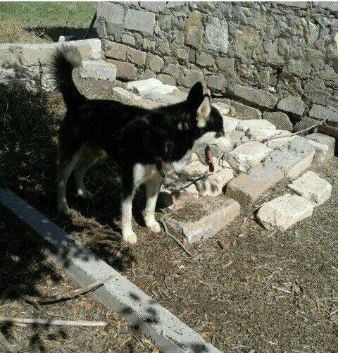 temiz xaski satilir erkekdi 1 yas 7 ayliq tecili satilir imkan yoxdu b