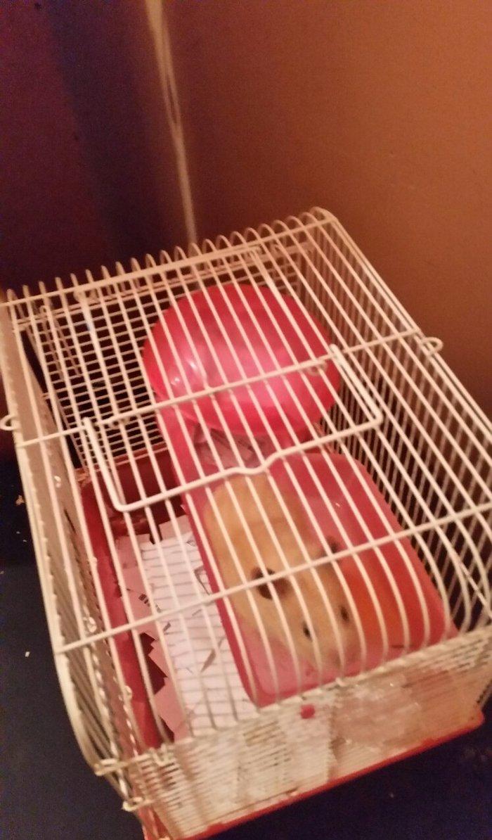 xamyak qızdı .insan la dostu dişləmir.  satıram setkasi ilə bir yerdə