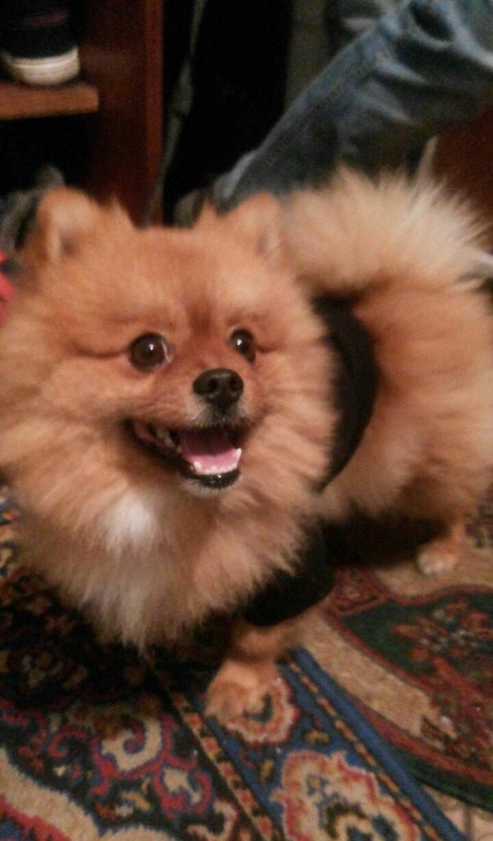 şpits erkekdi. 2.5 yaşi var cox aqilli insanla oynamaqi en cox uşaqlar