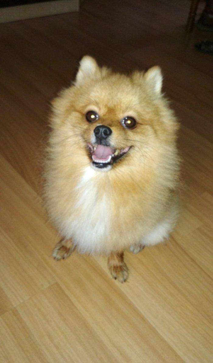 şpits erkekdi. 2.5 yaşi var cox aqilli insanla oynamaqi en cox uşaqlar