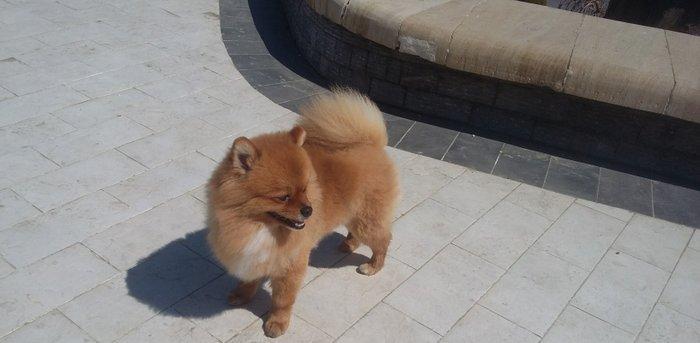 şpits erkekdi. 2.5 yaşi var cox aqilli insanla oynamaqi en cox uşaqlar