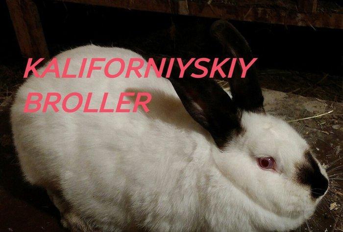 Mini Ferma ...Kaliforniyskiy broller sort dovshan balalari satìlir
