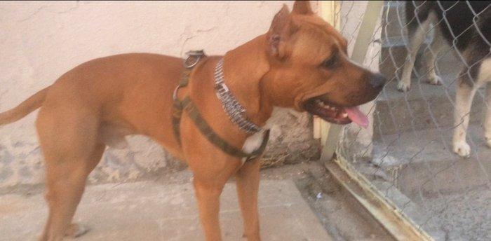 Bu gozele ozu kimi diwi pidbul axtariram cute vurmaga kimde varsa yazs