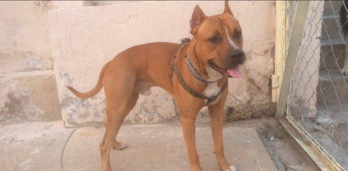 Bu gozele ozu kimi diwi pidbul axtariram cute vurmaga kimde varsa yazs