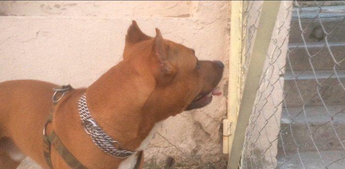 Bu gozele ozu kimi diwi pidbul axtariram cute vurmaga kimde varsa yazs