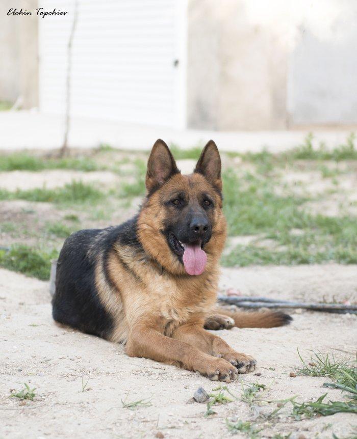 Temiz alman ovcarkasi satiram 3 yash yarim 3 defe bala verib beli