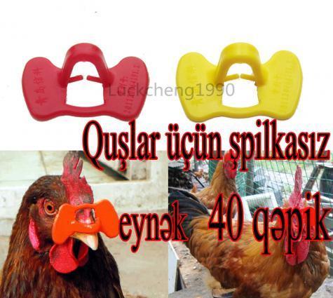 Quşlar üçün şpilkasız eynək. O birilərindən fərqi bir neçə dəfə istifadə edəbilərsiniz.