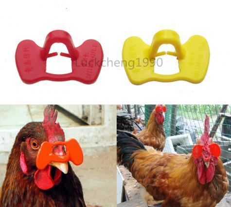 Quşlar üçün şpilkasız eynək. O birilərindən fərqi bir neçə dəfə istifadə edəbilərsiniz.