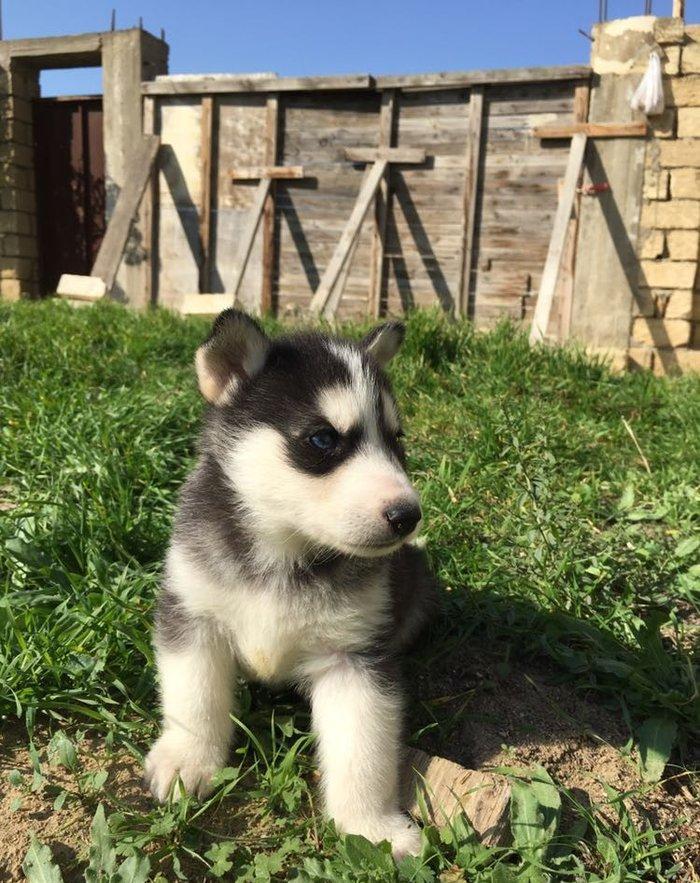 Temiz xaskidi iki disidi bir ay alti gunlukdu gorduyunuz xaskilerin ba