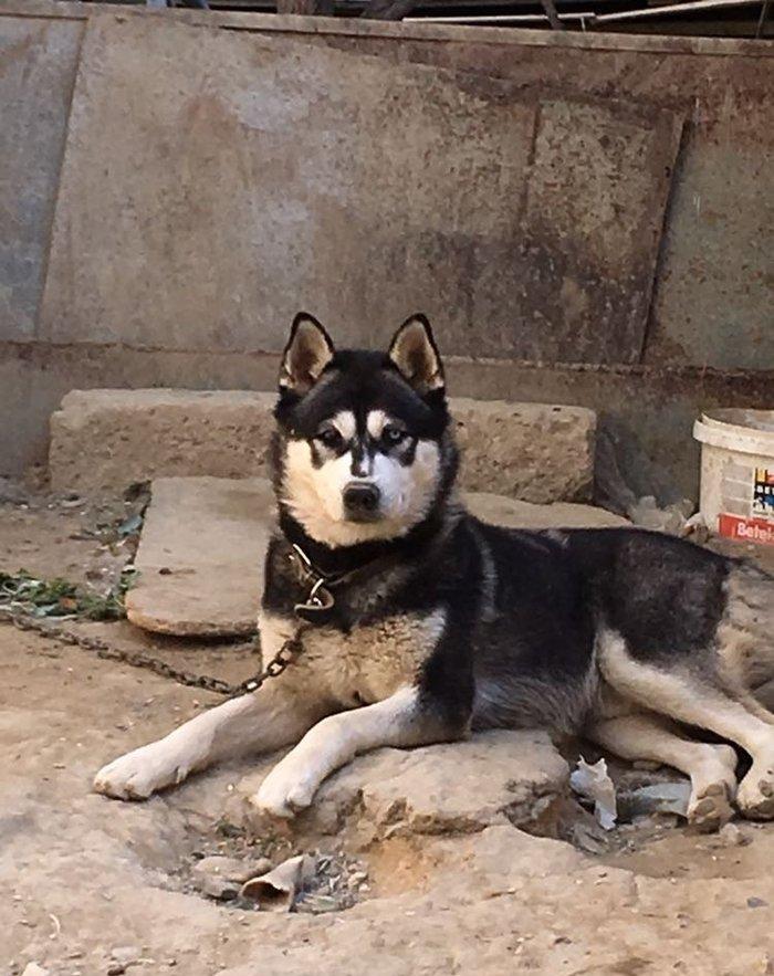 Temiz xaskidi iki disidi bir ay alti gunlukdu gorduyunuz xaskilerin ba
