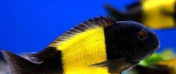 Trafeus bemba 3 eded 1 erkek 2 maya mayalardan 2 defe bala alınıb