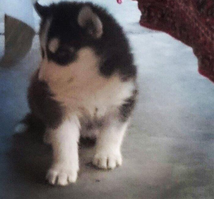 Temiz xaski balaları satılır 2 erkek qalıb şekiller itlerin reyal şeki