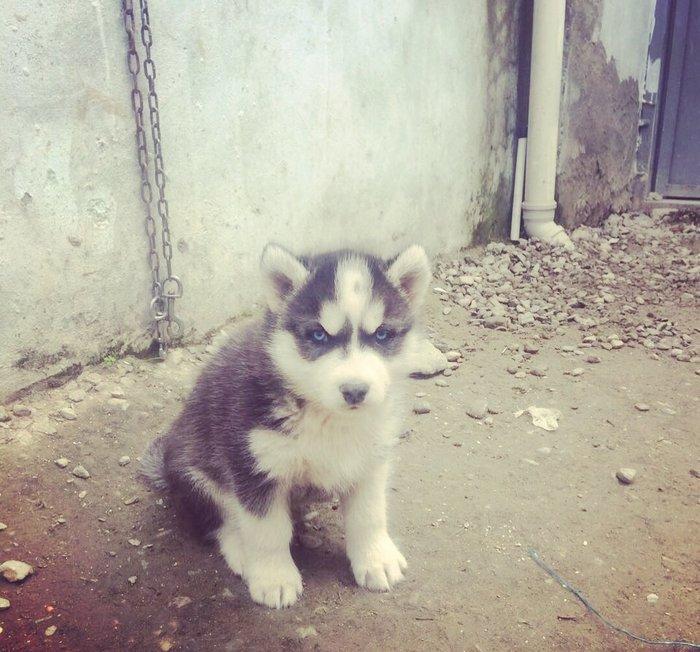 Temiz xaski balaları satılır 2 erkek qalıb şekiller itlerin reyal şeki