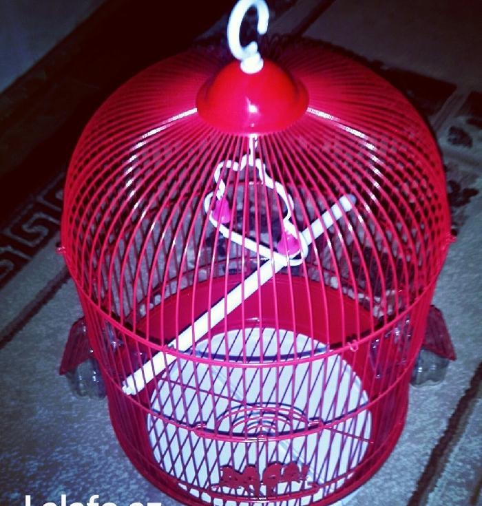 Teze iri gozel gornuwlu qefes satilir. Su qabi+yem qabi+durmasi ucun c