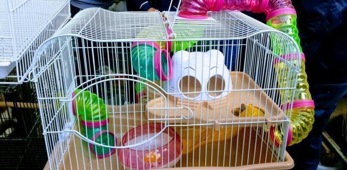 Xamyakcun teze qefes satilir. Su qabi ,yem qabi ve wekilde gorduyunuz