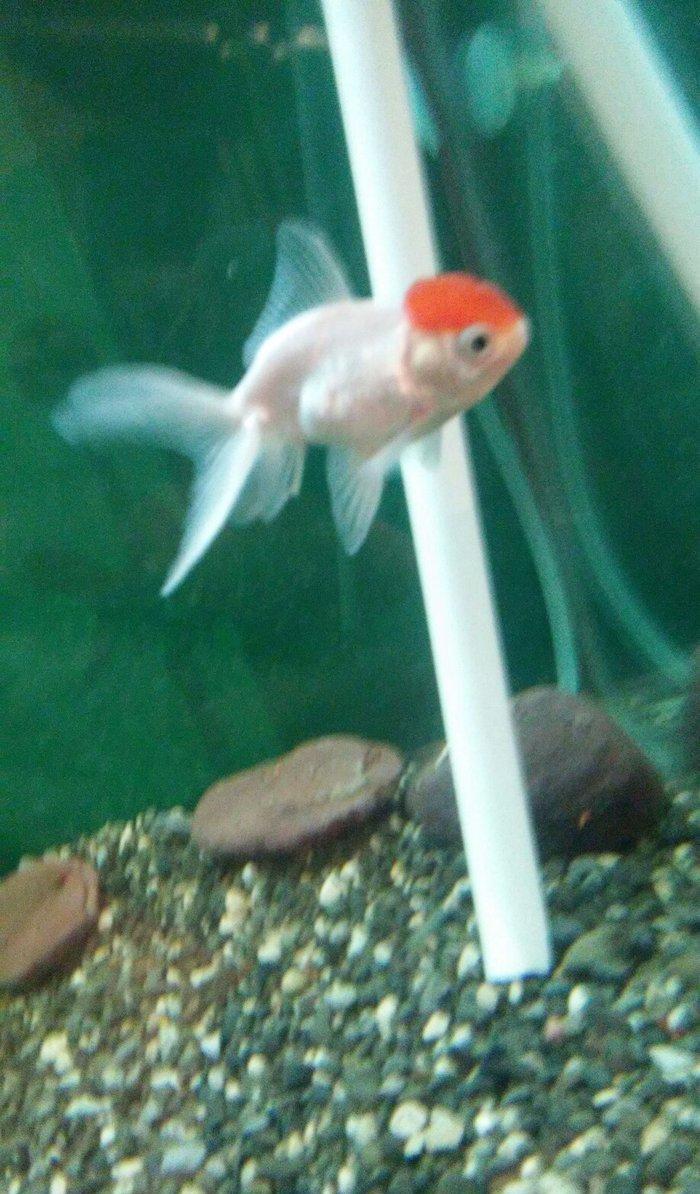 oranda bqırmizi papaq 10 manata 1 ədəd qalıb öz şəklidi