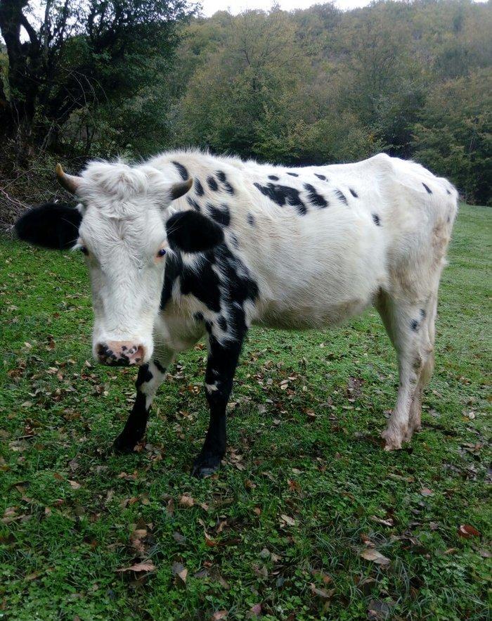 etlik, sudluk cinsli inek satilir. 1 qarin dogub. 5 ay bogazdir. qiyme