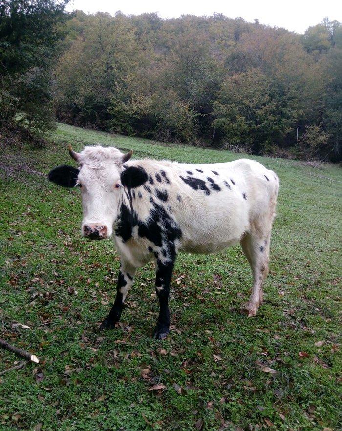 etlik, sudluk cinsli inek satilir. 1 qarin dogub. 5 ay bogazdir. qiyme