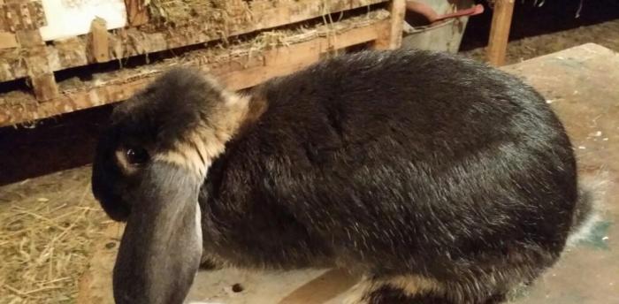 Mini ferma.. Barashek sort dovshan balasi satilir... . 40 manata  yash