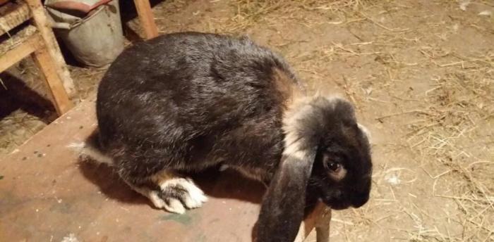 Mini ferma.. Barashek sort dovshan balasi satilir... . 40 manata  yash