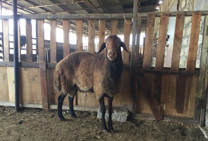 Iki ilini vurmush qoc. Her cur etekli qoyunu surur. Temiz qala