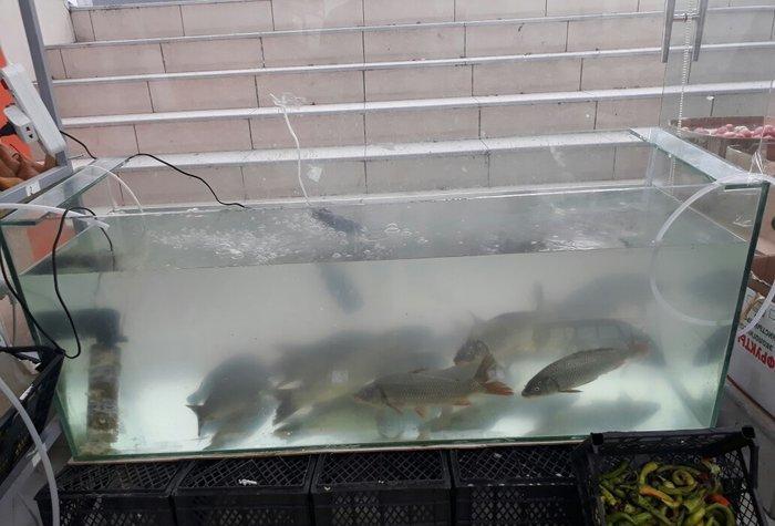 akvaryum 500 litirlik 1.50 santim uzunu 60 snt hundurluyu 50 snt eni m