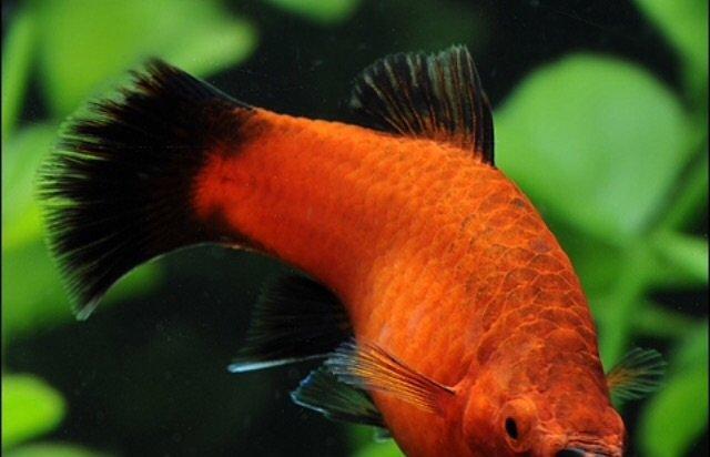 Wagtail platy. Çox gözel balıqdır bala verir) 10 ededdir. Qiymeti 1 ma