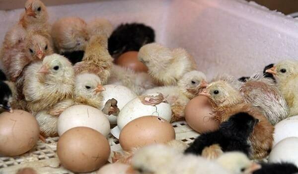 Inkubator teze zavod. Qurastiraram ve her sey basa salaram komek eleye