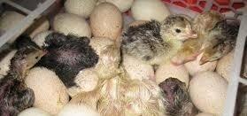 Inkubator teze zavod. Qurastiraram ve her sey basa salaram komek eleye