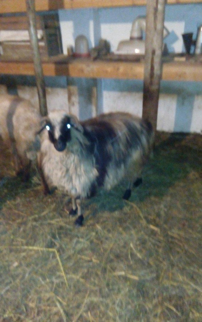 Razilasma yolu ile ve deyismek cins itle qazla cins ordeklerle yumurtl