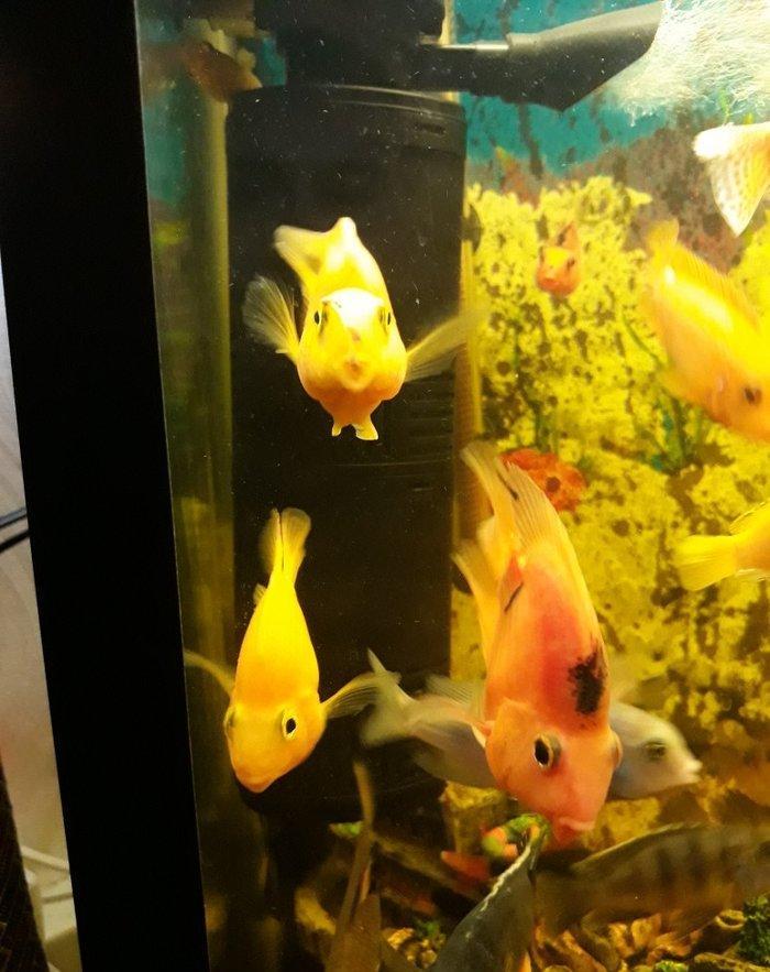 Popuqay balığı var. 2 sarı 3 qırmızı. Digər çixlid balıqlarla barter e