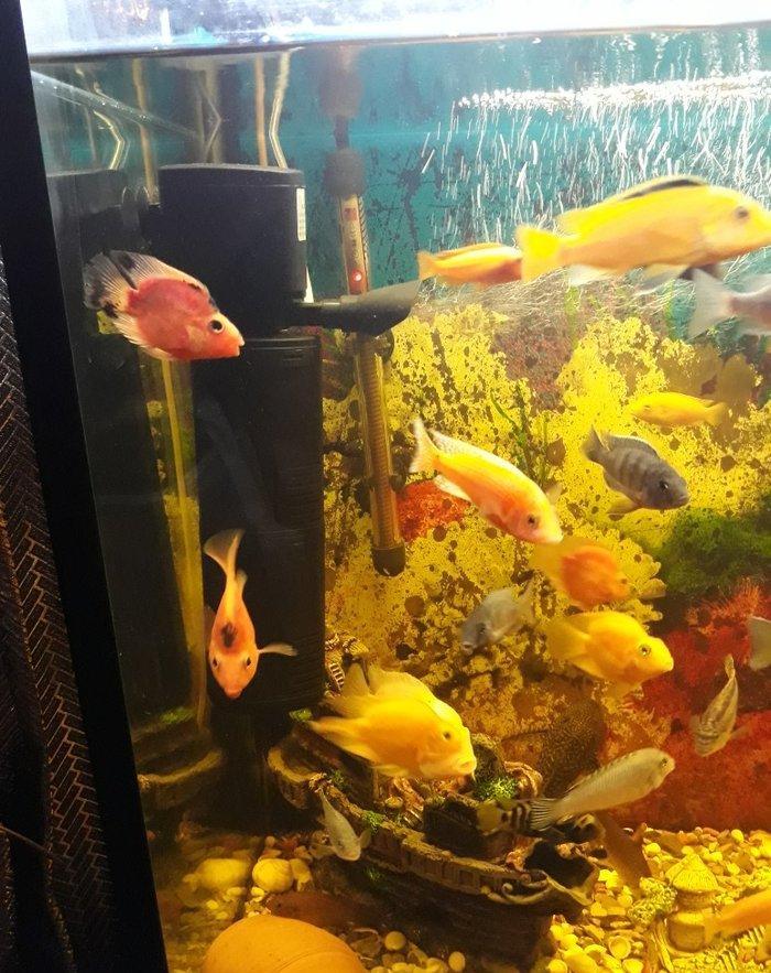 Popuqay balığı var. 2 sarı 3 qırmızı. Digər çixlid balıqlarla barter e