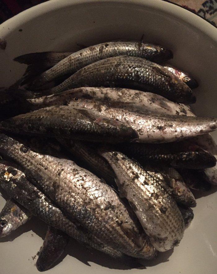 Kefal vobla baliglari satilir kefal 5 manat vobla 4 manat ozum tutmuwa